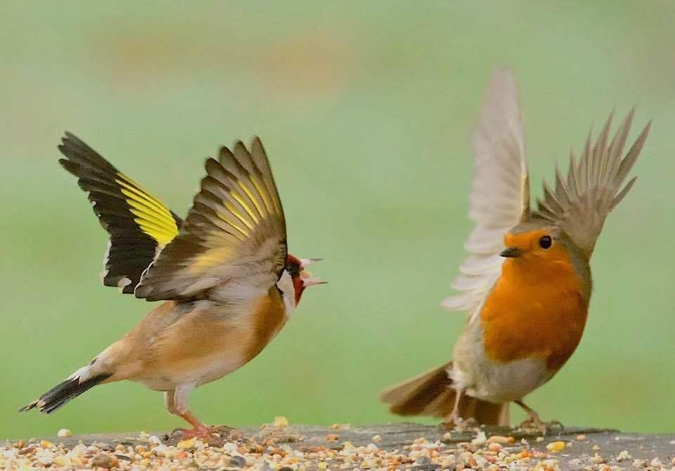 Take Stunning Pictures On Your Phone For Rspb Big Garden Bird