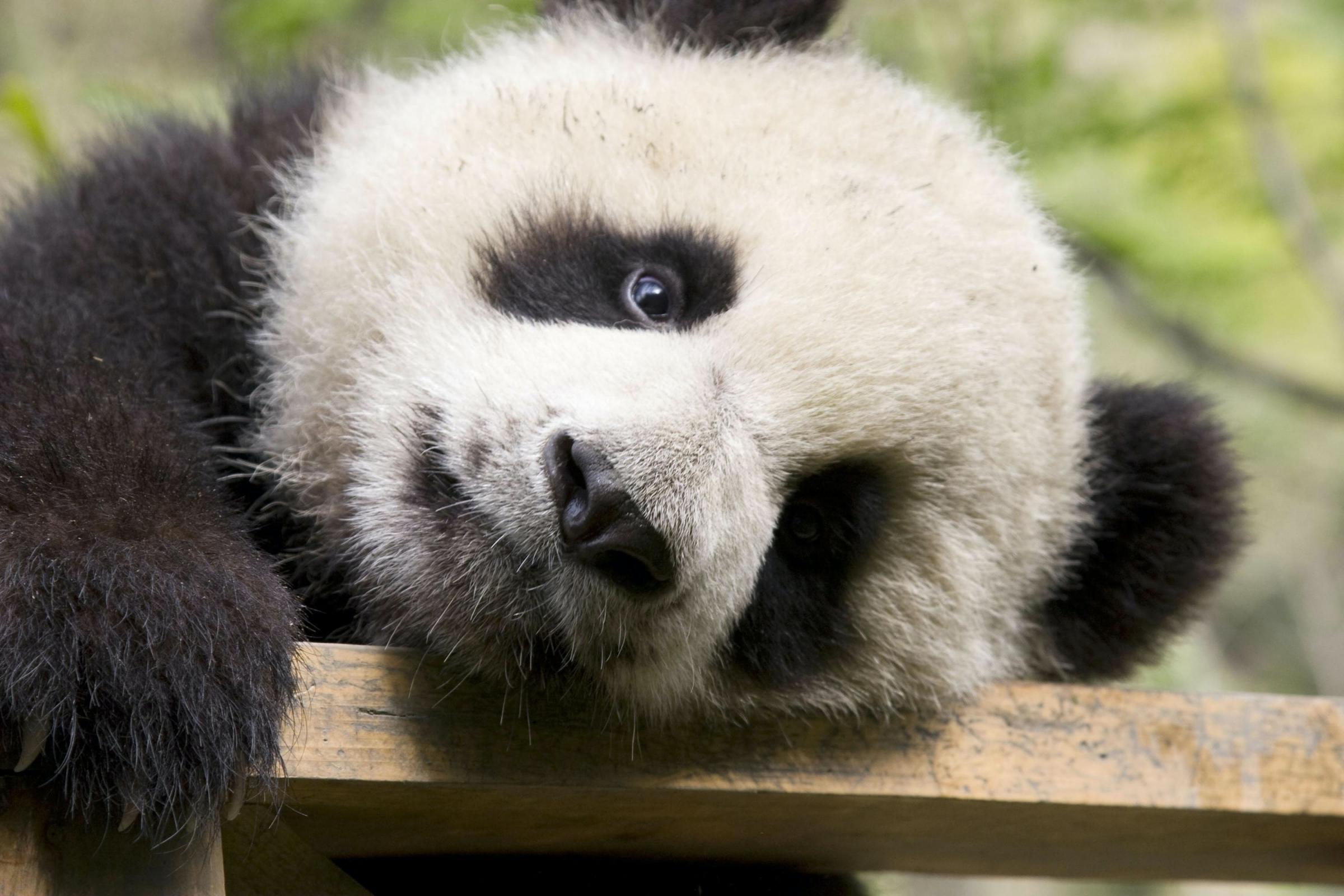 National Zoo In Us Capital Names Its Baby Panda Cub Oxford Mail