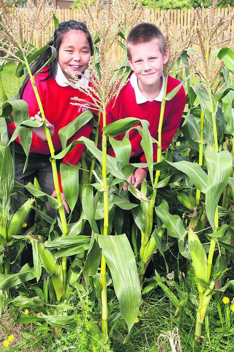 Pupils from Rose Hill join in Oxford in Bloom 