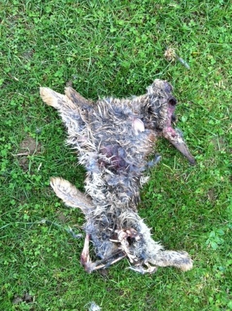 Rabbit cull at Great Haseley recreation ground in 2017. 