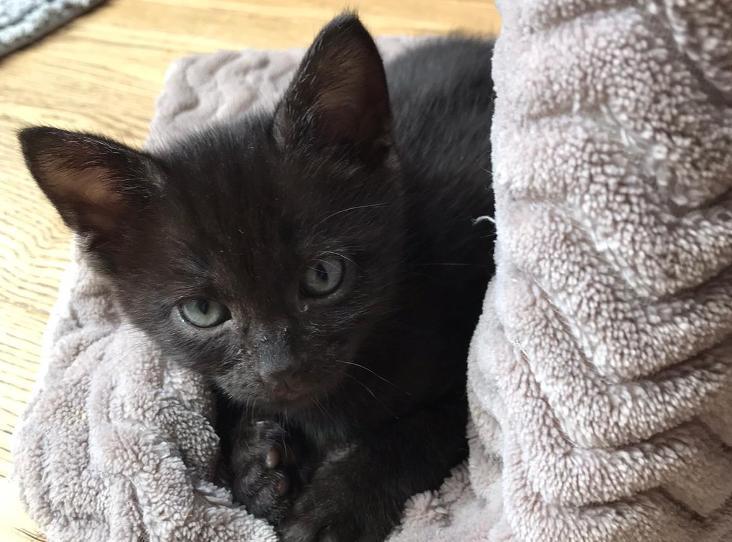 Happy ending for kittens found abandoned in a cardboard box