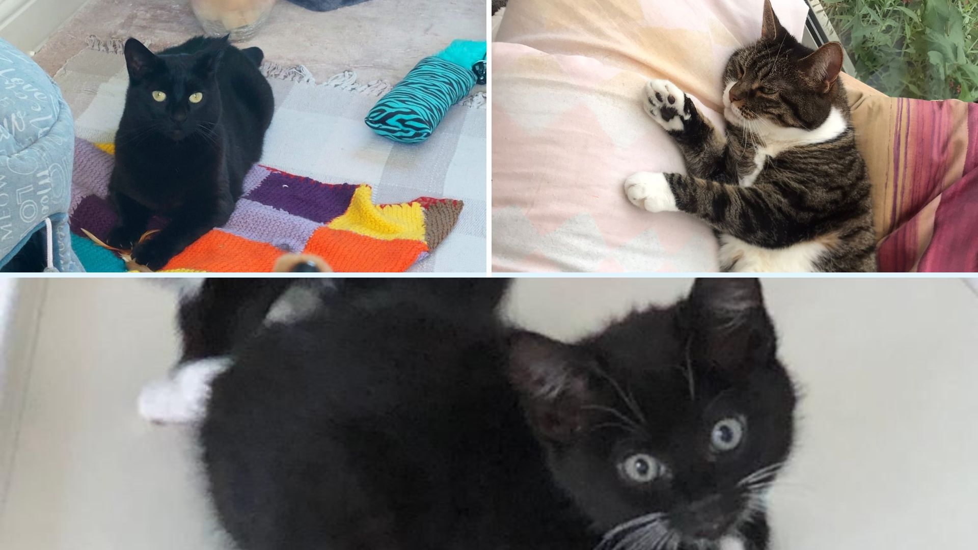 The cats and kittens in Oxfordshire which are looking for a new home