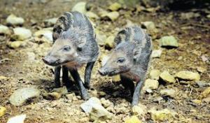 Rare piglets draw crowds to park