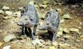 Rare piglets draw crowds to park